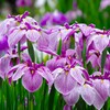 花菖蒲