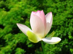美智子妃当時育種、舞妃連