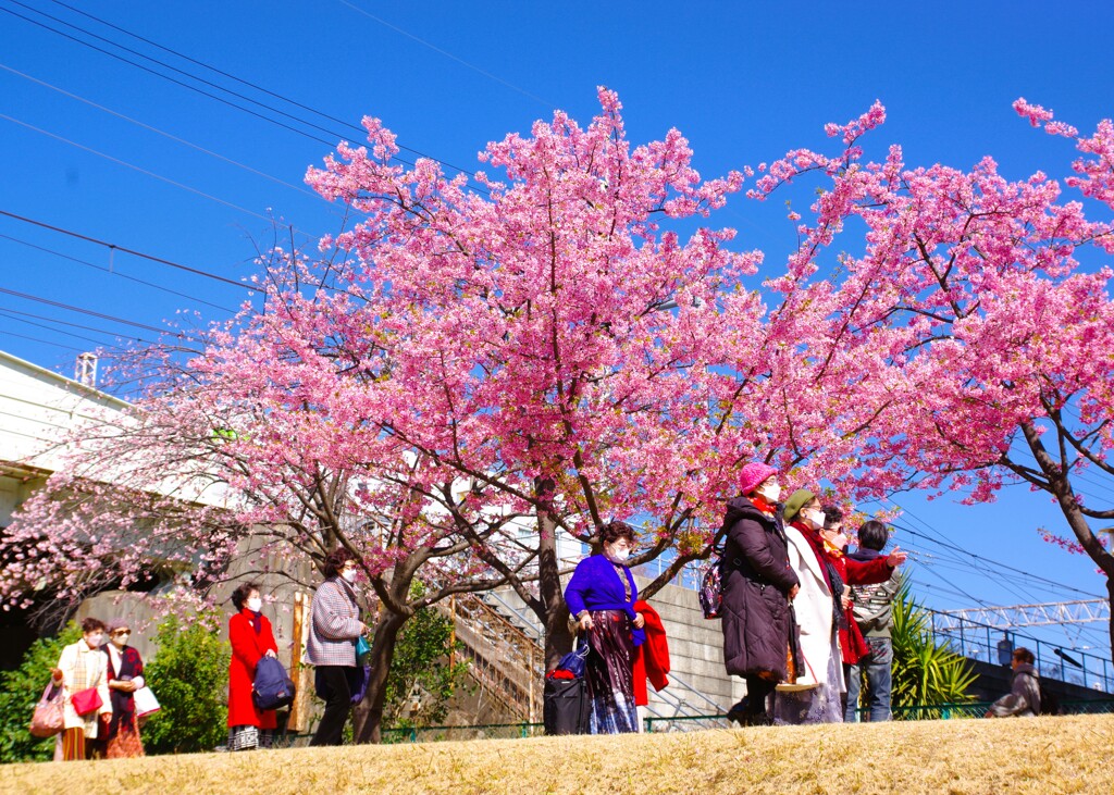お花見散歩