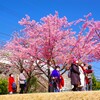お花見散歩