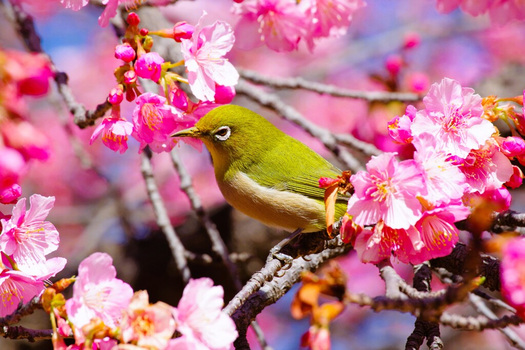 代々木公園河津桜