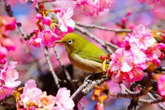 代々木公園河津桜