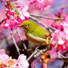 代々木公園河津桜