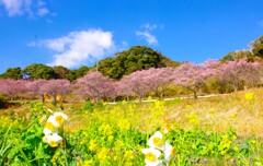 立春、寒桜