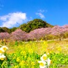 立春、寒桜