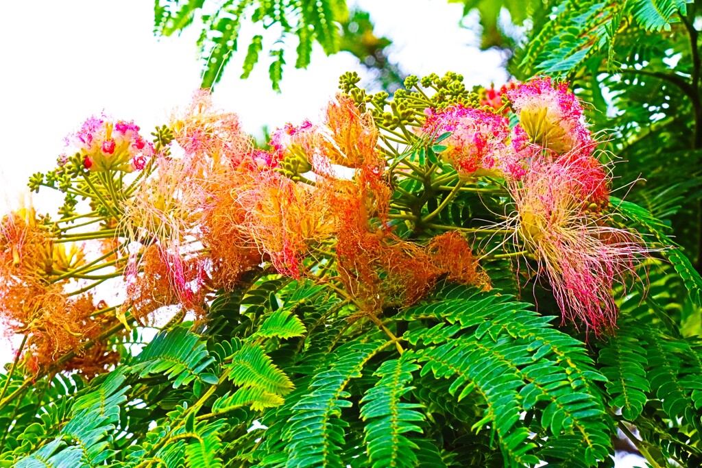 合歓(ねむ)の木の花