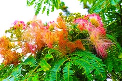 合歓(ねむ)の木の花