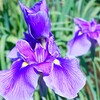 藍紫の魅力