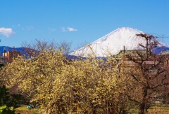 蠟梅と富士山