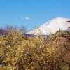 蠟梅と富士山