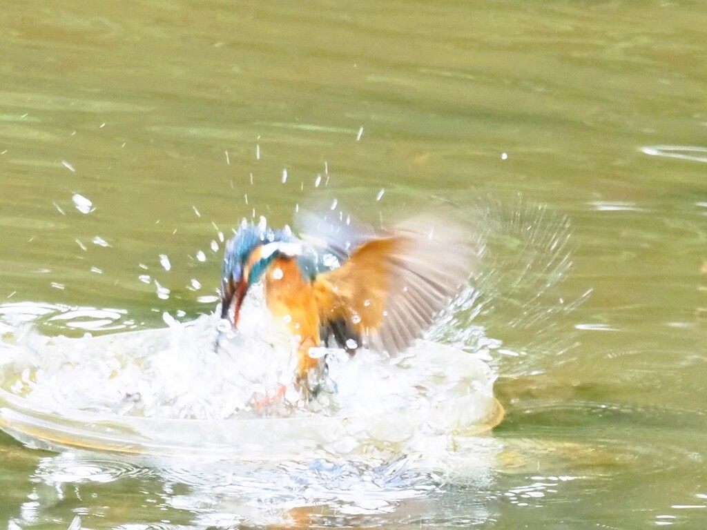 捕まえたか?
