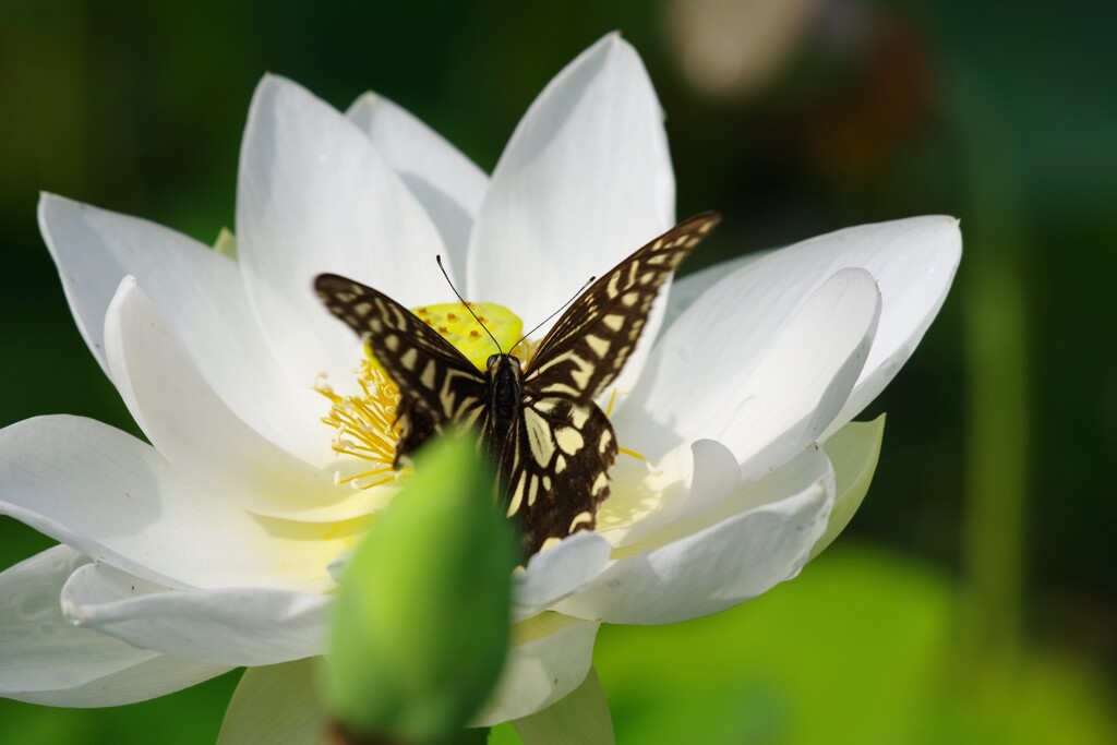 蜜を求めて