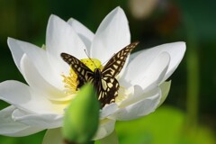 蜜を求めて