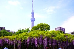 満開の藤と
