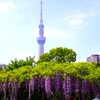 満開の藤と