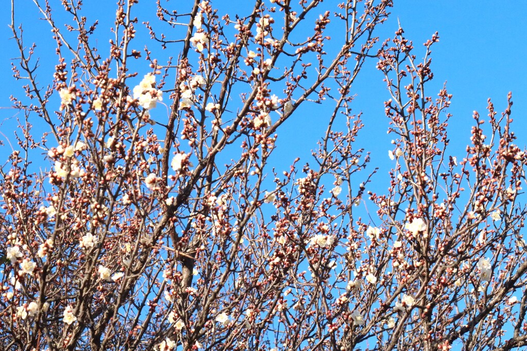 早春、早くも白梅開花