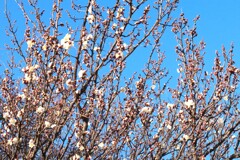 早春、早くも白梅開花