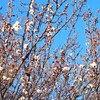 早春、早くも白梅開花