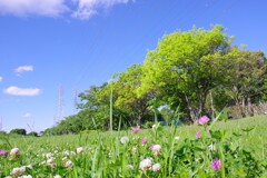 公園の新緑