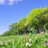 公園の新緑