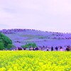菜の花とネモフィラの丘