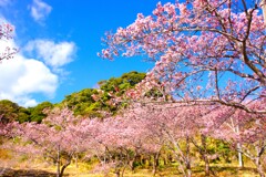 早春、寒桜