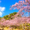 早春、寒桜