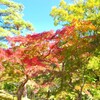 モミジ庭園