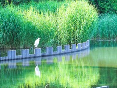 水辺公園