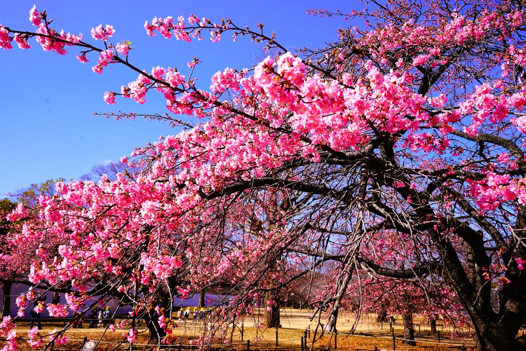 早春、河津桜
