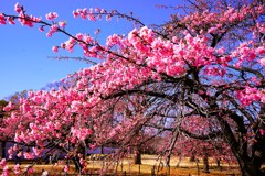 早春、河津桜