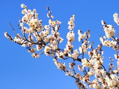 青空と白梅