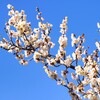 青空と白梅