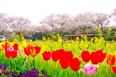 春、桜と共演