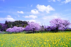 里の春