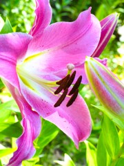 夏の花