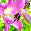 夏の花