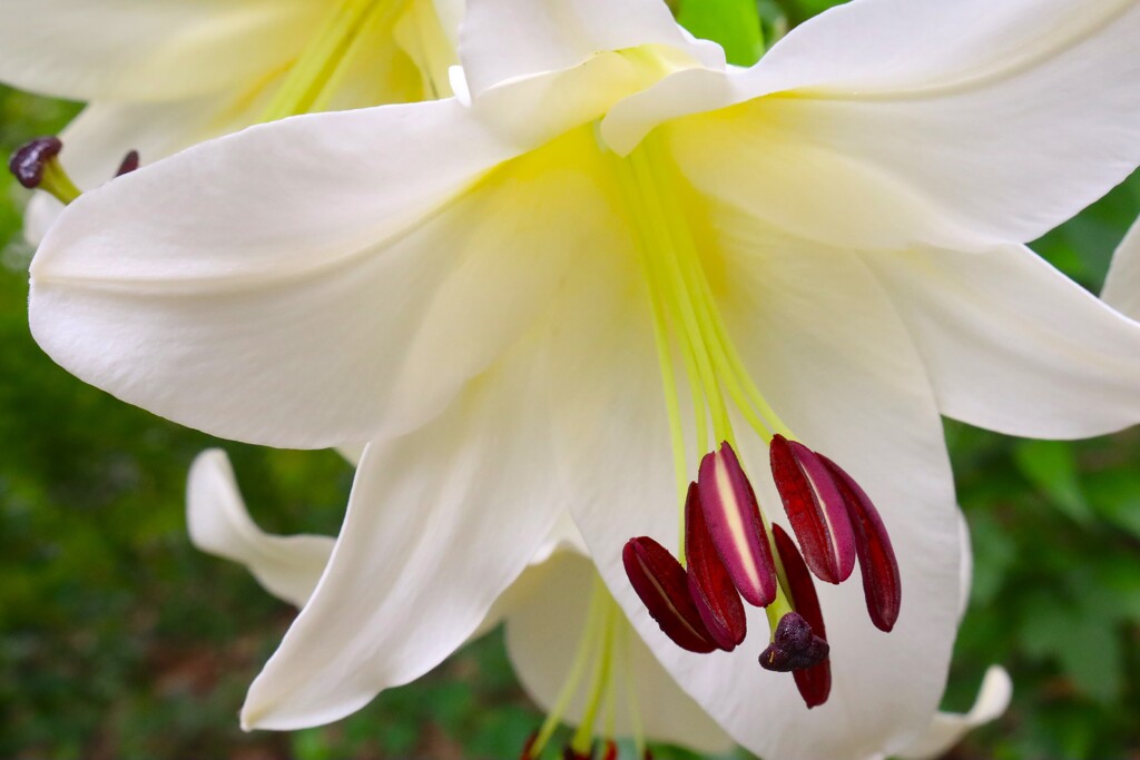 夏の花