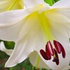 夏の花