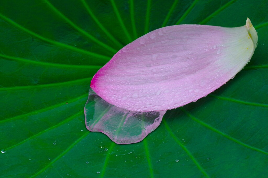 雨の朝