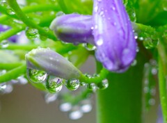 雨に耐え