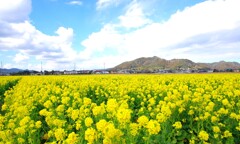 鴨川菜の花ロード