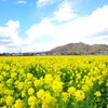 鴨川菜の花ロード
