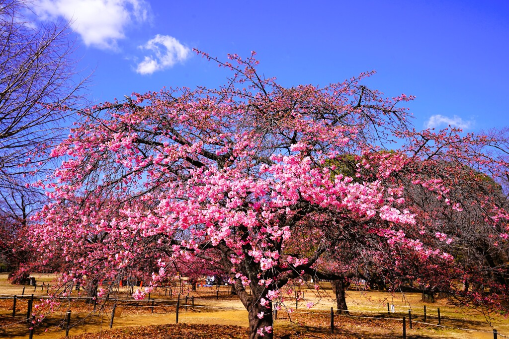 河津桜(代々木公園)