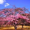 河津桜(代々木公園)