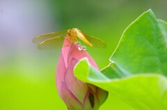 雨上がりの朝
