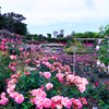 初夏のバラ園