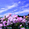 薔薇の初夏