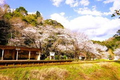 ローカル線の春