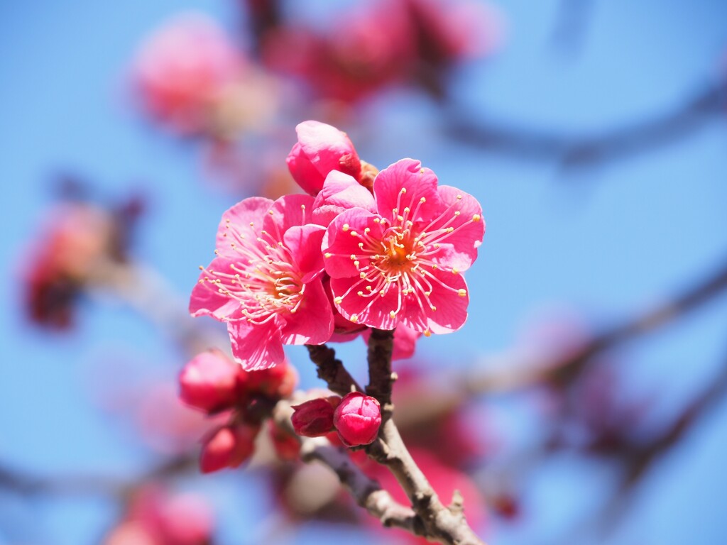 紅梅